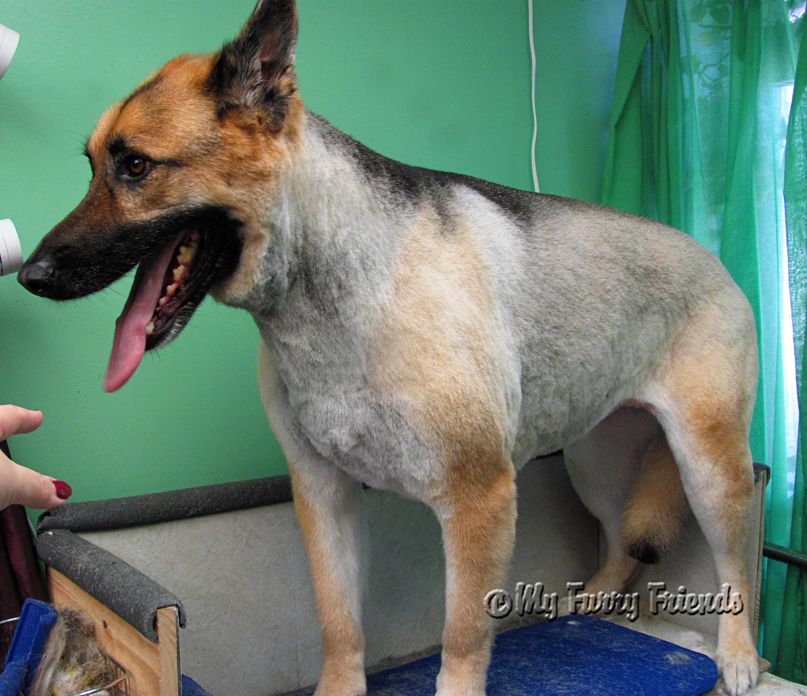 Shaved German Shepherd Husky Mix 2022 • Shepsky Mix